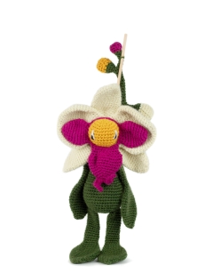 Moth Orchid