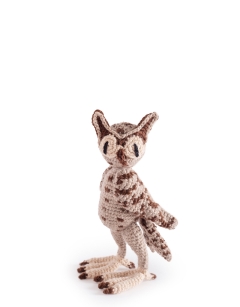 Enid the Long Eared Owl