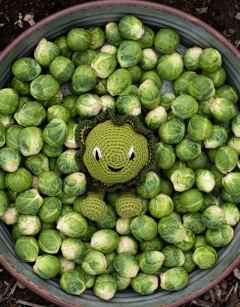 Brussels Sprout