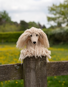 Amy the Afghan Hound
