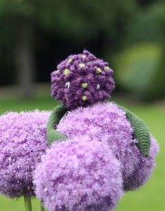Allium