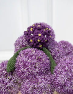 Allium