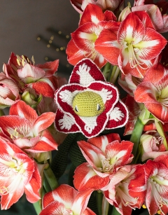 Amaryllis