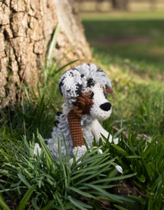 Jethro the Australian Shepherd