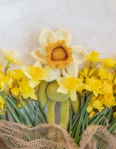 Bicolour Daffodil