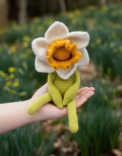 Bicolour Daffodil
