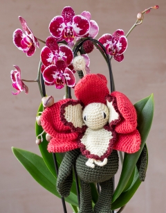 Blush Moth Orchid