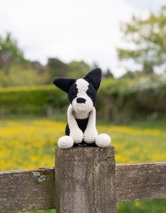 Barney the Boston Terrier 