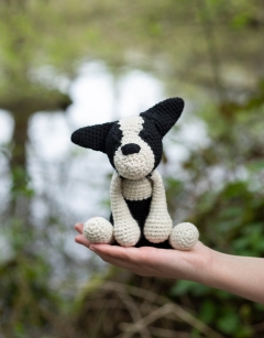 Barney the Boston Terrier 