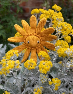 Brachyglottis ‘Sunshine’