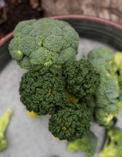 Broccoli Floret Kit