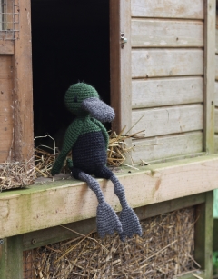Lazarus the Cayuga Duck