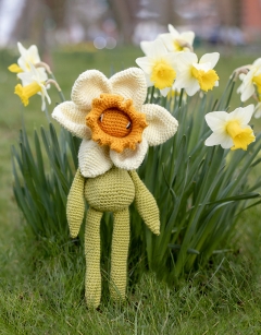 Bicolour Daffodil