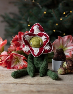 Amaryllis