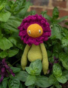 Zinnia