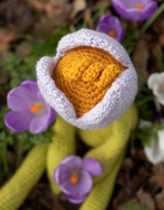 Crocus