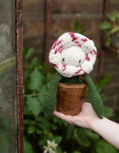 Coir Pot