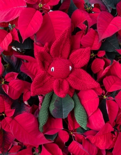 Poinsettia