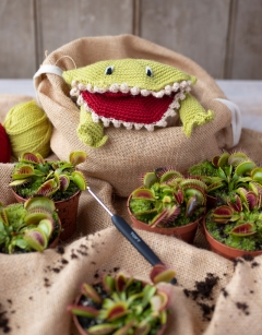 Venus Fly Trap