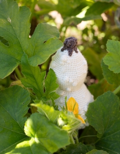 Warty Bottle Gourd