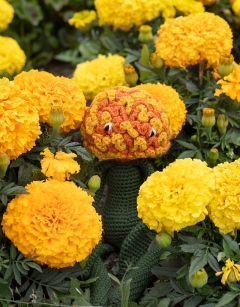 Marigold