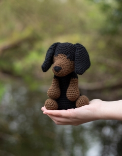 Rosie the Dachshund