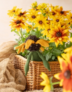 Rudbeckia
