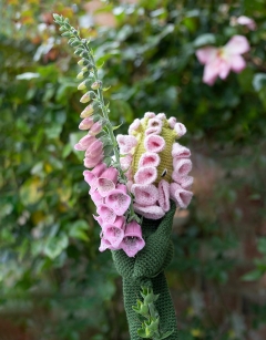 Foxglove