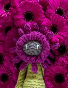 Gerbera