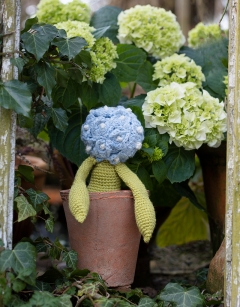 Hydrangea