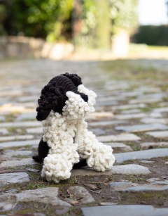 Otto the Lagotto Romagnolo