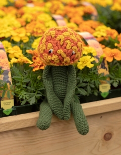 Marigold