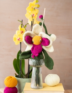 Moth Orchid