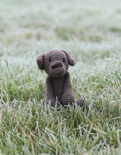 Denzel the Patterdale Terrier