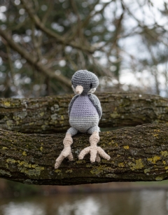 Dora the Wood Pigeon
