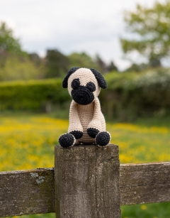 Spencer the Pug