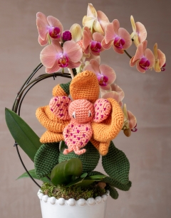 Spotted Moth Orchid