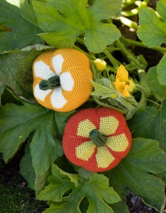 Daisy Gourd