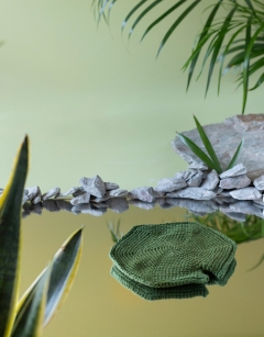 Lily Pad