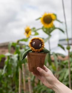 Coir Pot