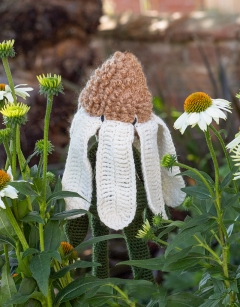 Echinacea