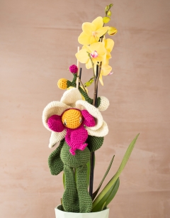 Moth Orchid