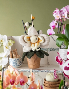 Splash Moth Orchid