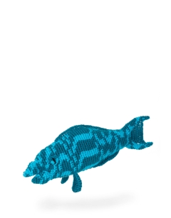 Sally the Parrotfish
