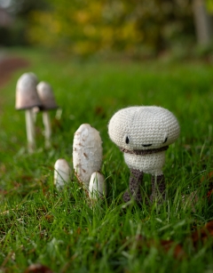 Button Mushroom Kit