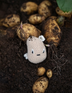 Seed Potato