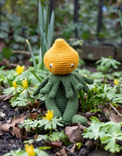 Winter Aconite