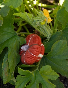 Maxima Squash