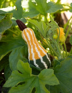 Striped Pear Gourd