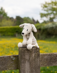 Gemma the Whippet